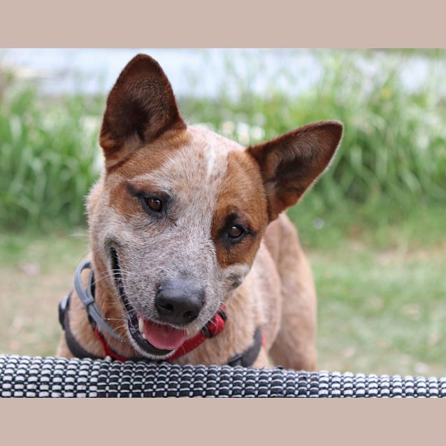 Photo of Dash