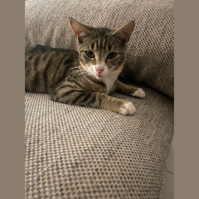 Photo of Lewis Meet Me At Petstock Mornington Nepean Hwy