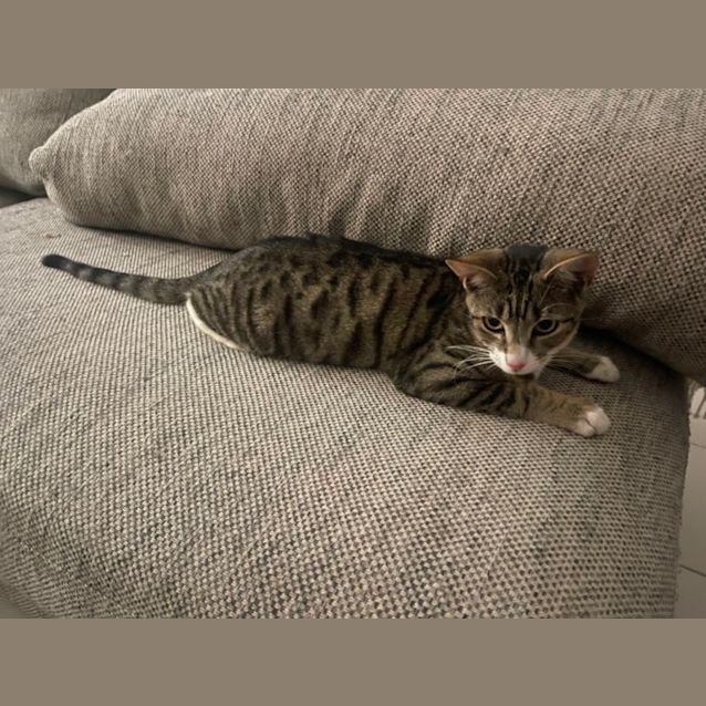 Photo of Lewis Meet Me At Petstock Mornington Nepean Hwy