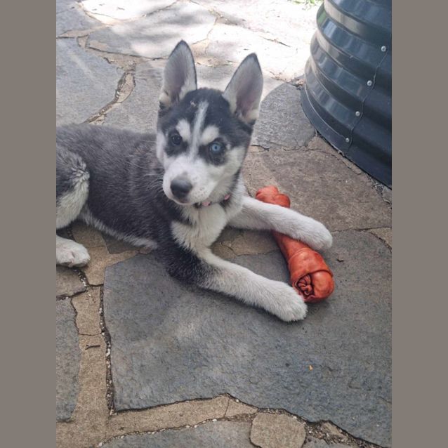 Photo of Chloe Trialing A New Home