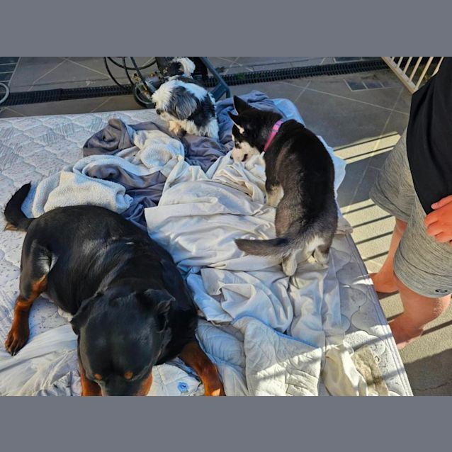 Photo of Chloe Trialing A New Home