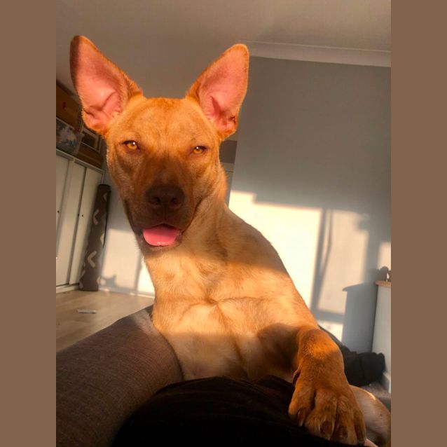 Photo of Harry   1 Year Old Kelpie X (Trial)