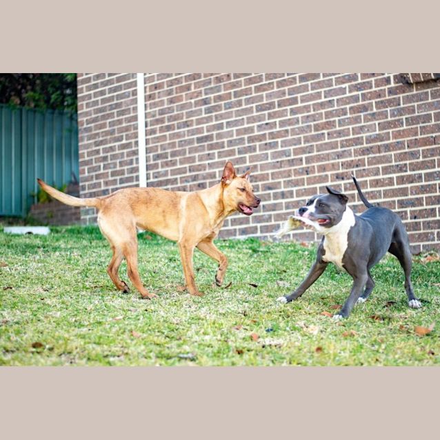 Photo of Harry   1 Year Old Kelpie X (Trial)