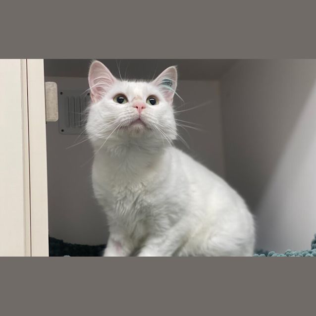 Photo of Casper