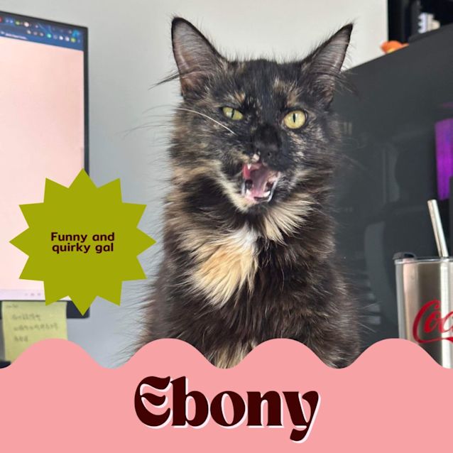 Photo of Ebony 😻