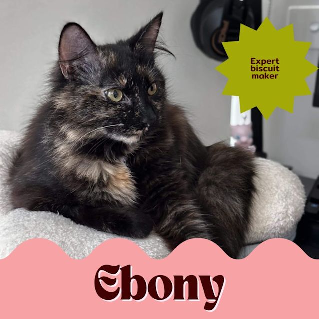 Photo of Ebony 😻