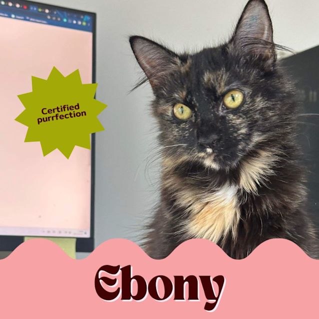 Photo of Ebony 😻