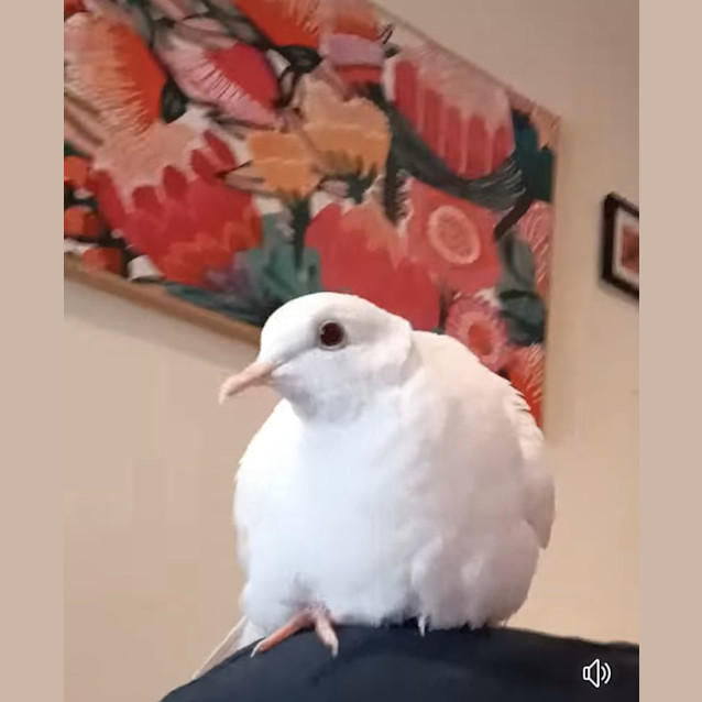 Photo of Tiny Tame Dove