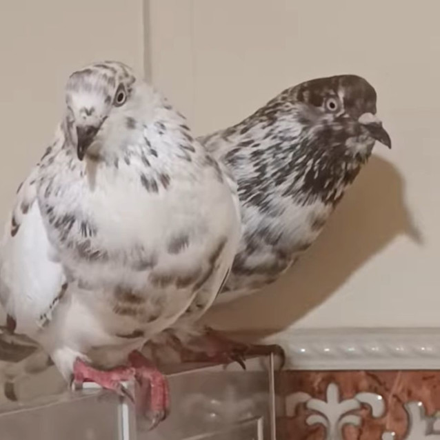 Photo of Speckled Couple