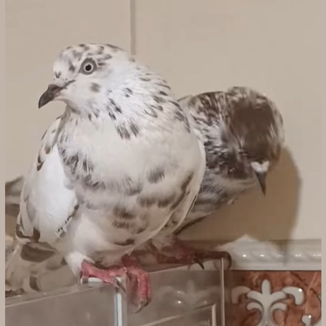 Photo of Speckled Couple