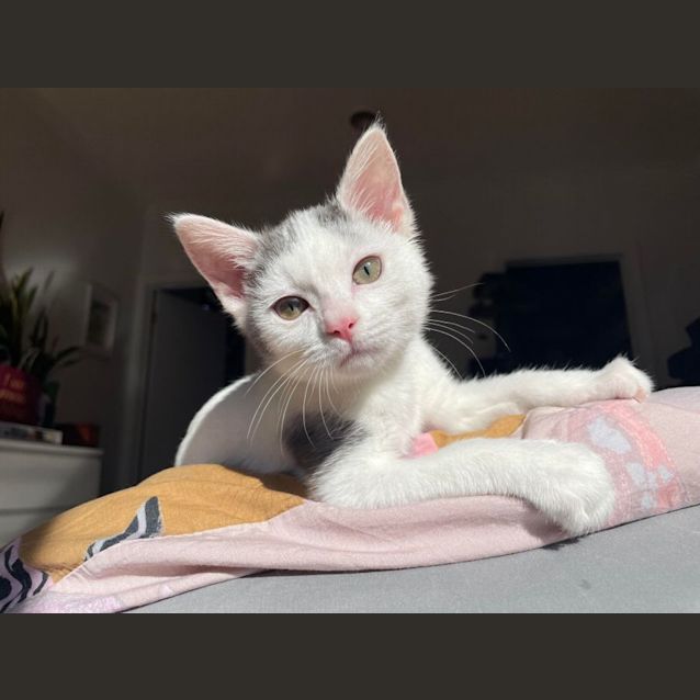 Photo of Shihiro   Located In Bentleigh East