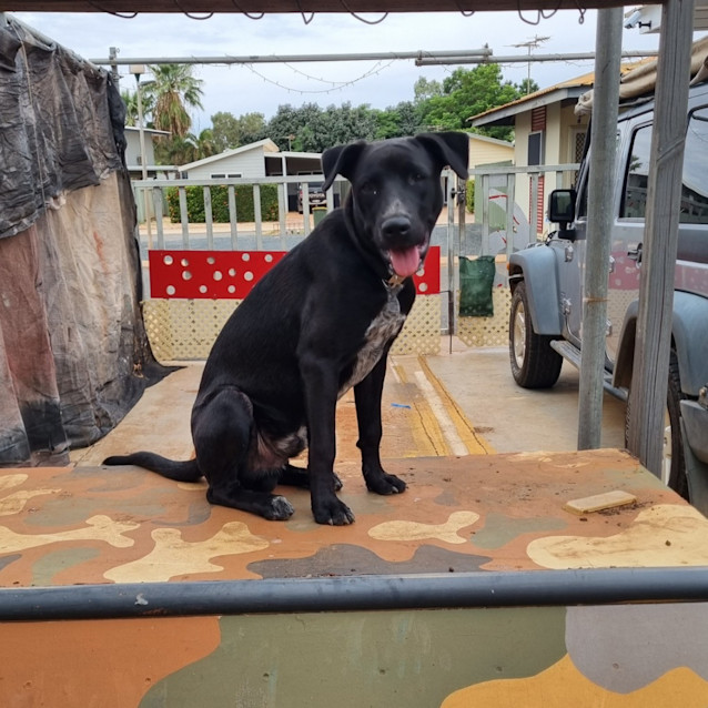 Photo of Lucky (Budd)