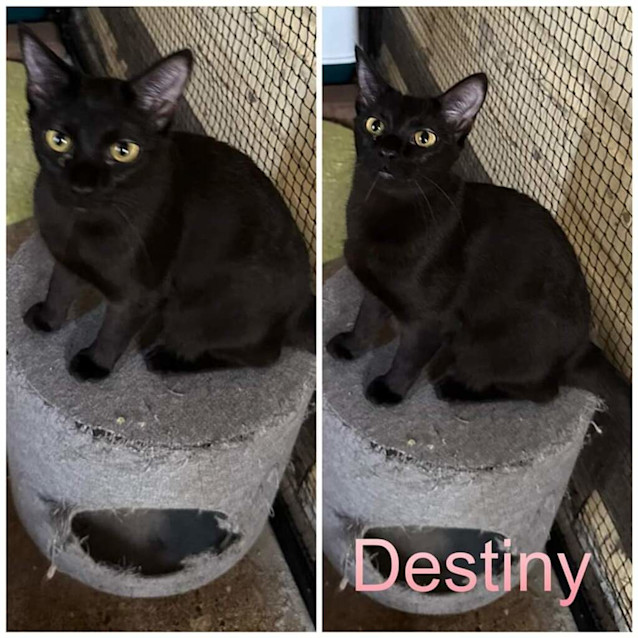 Photo of Destiny
