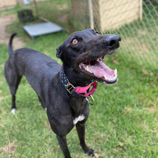 Photo of Violet