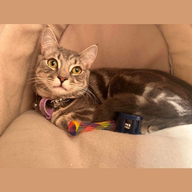 Photo of Pepsi 🫧🥤