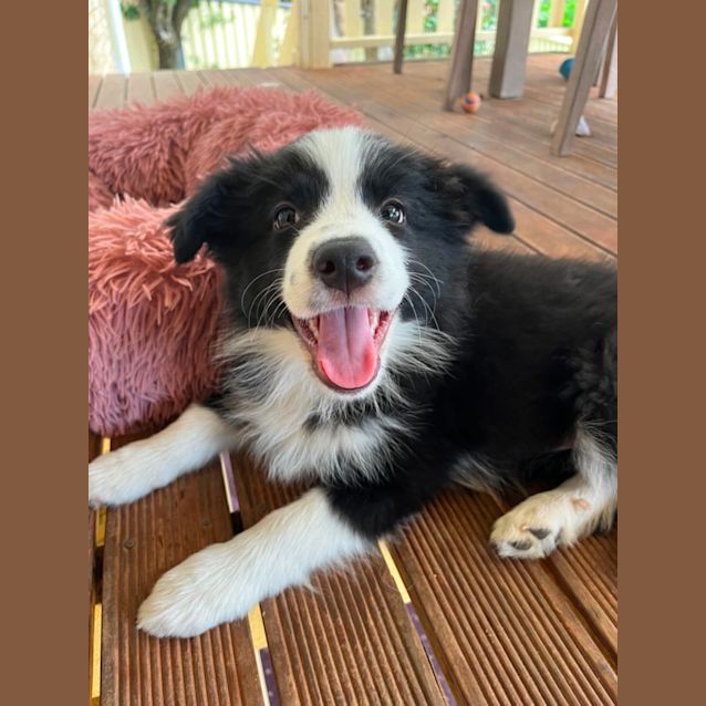 Photo of Nala