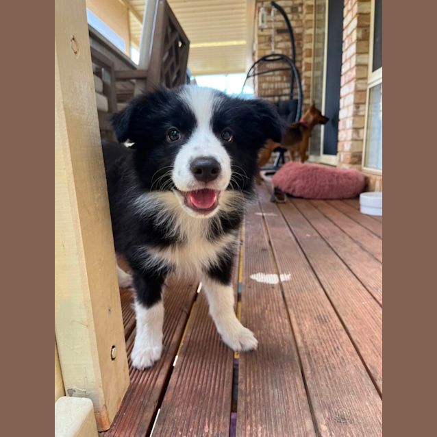 Photo of Nala