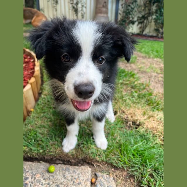 Photo of Nala