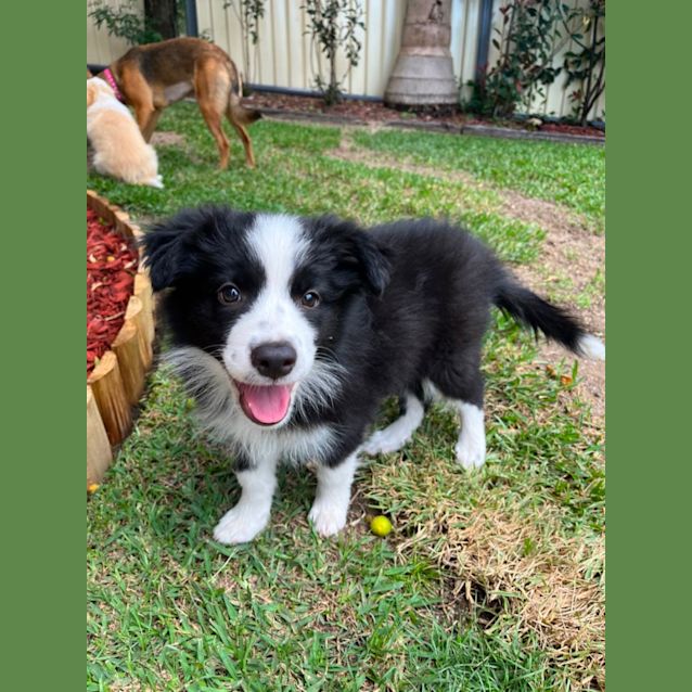 Photo of Nala
