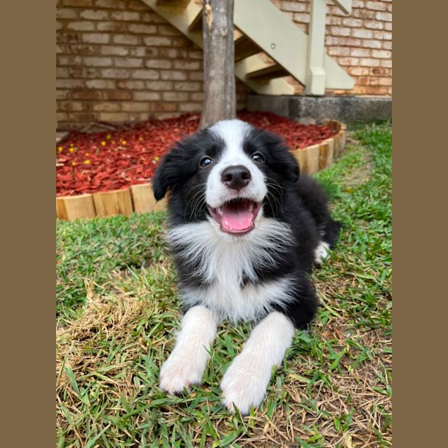 Photo of Nala