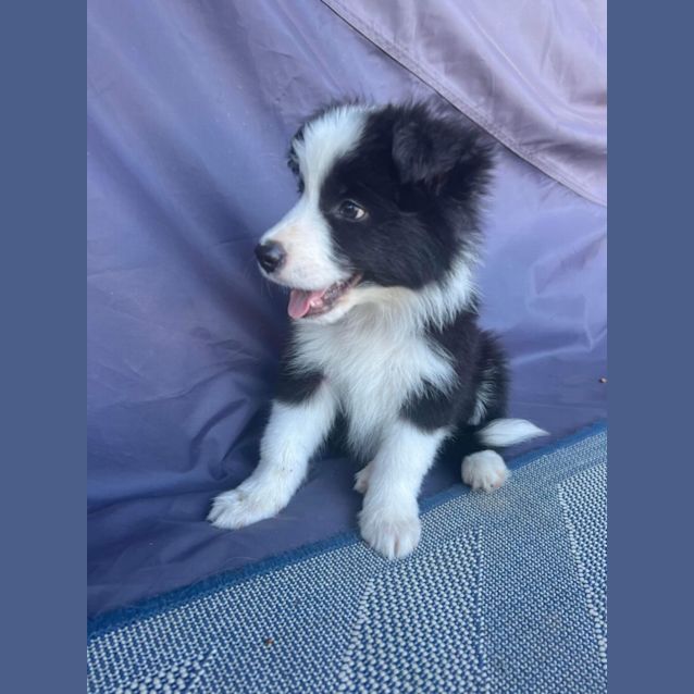 Photo of Pumbaa
