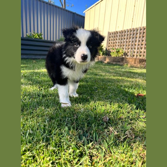 Photo of Pumbaa