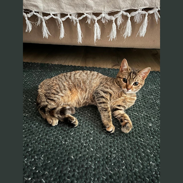 Photo of Nemo