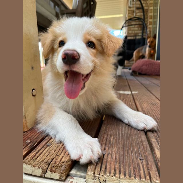 Photo of Simba