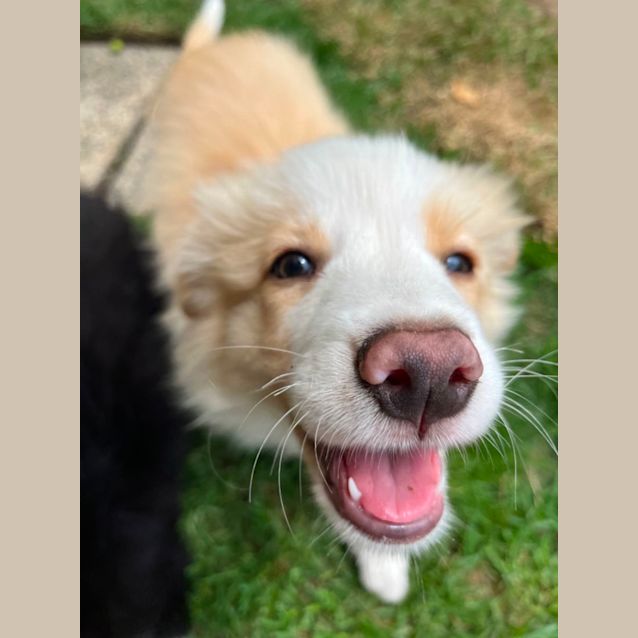 Photo of Simba