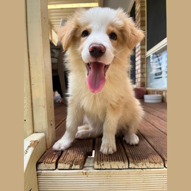 Photo of Simba