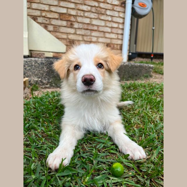 Photo of Simba