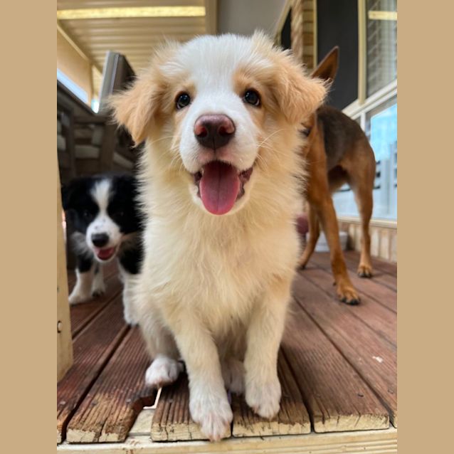 Photo of Simba