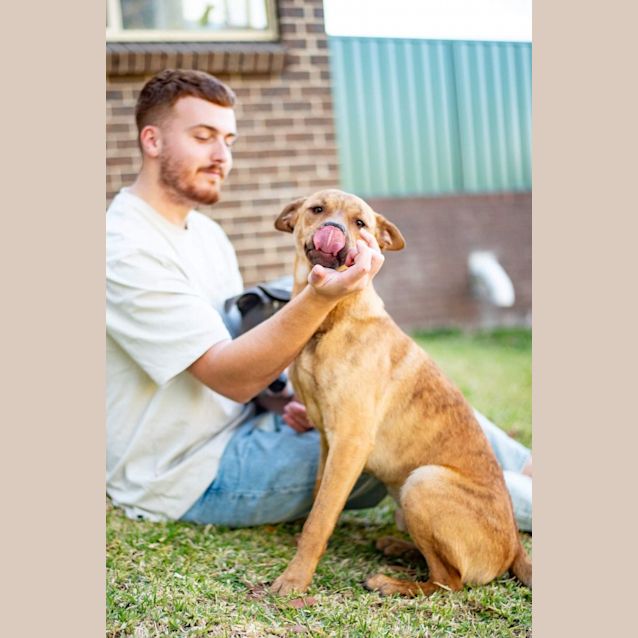 Photo of Harry   1 Year Old Kelpie X (Trial)