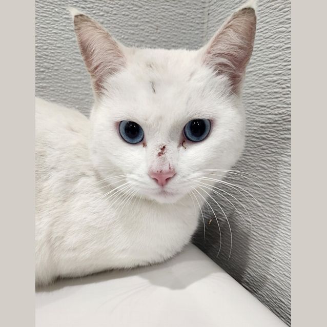 Photo of Blizzard
