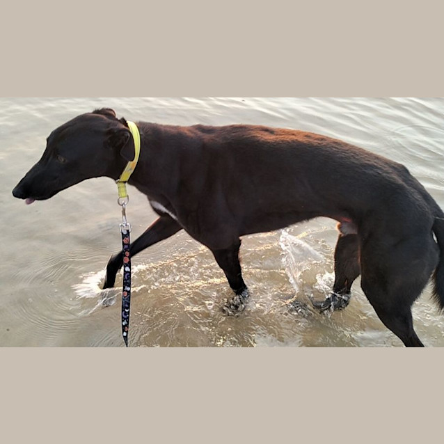 Photo of Finn   Black Greyhound
