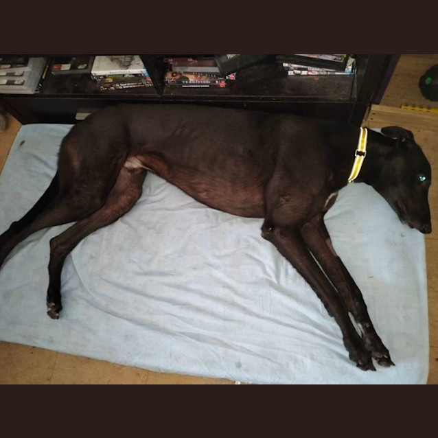 Photo of Finn   Black Greyhound