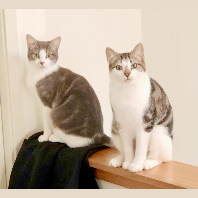 Photo of Goose And Maverick