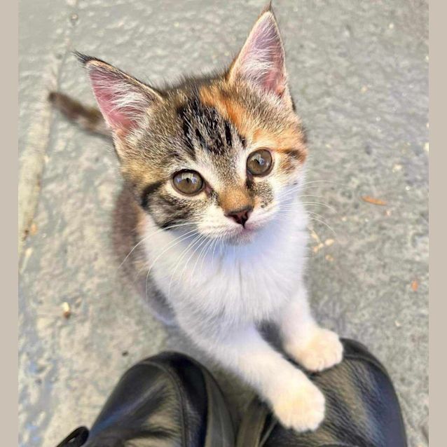 Photo of Lola