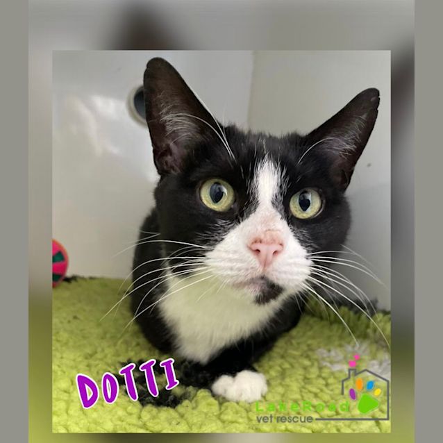 Photo of Dotti