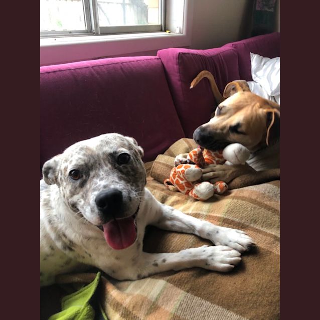 Photo of Chop 