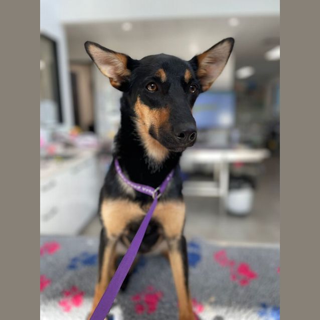 Photo of Piper