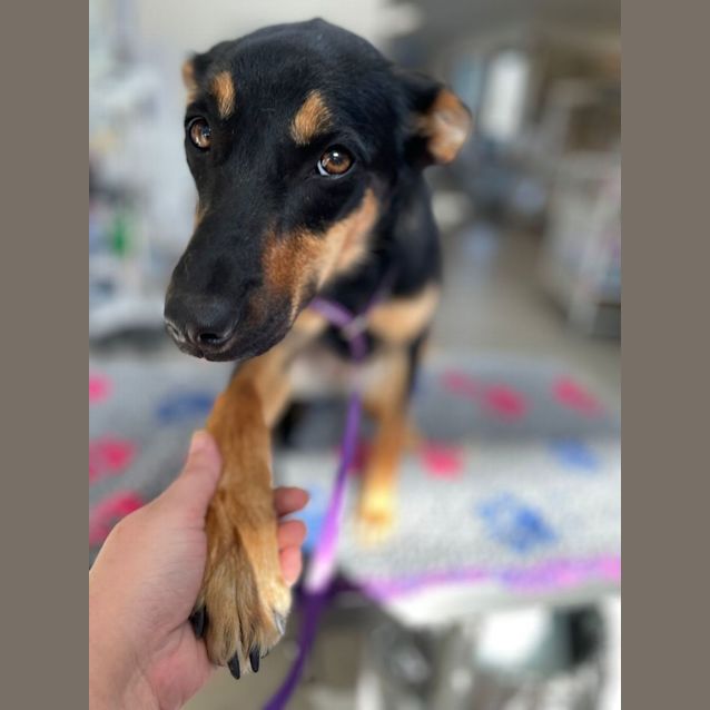 Photo of Piper
