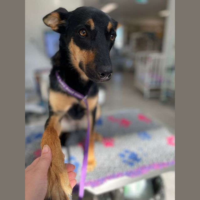 Photo of Piper