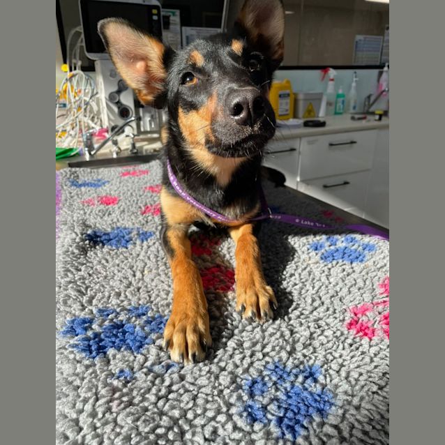 Photo of Piper