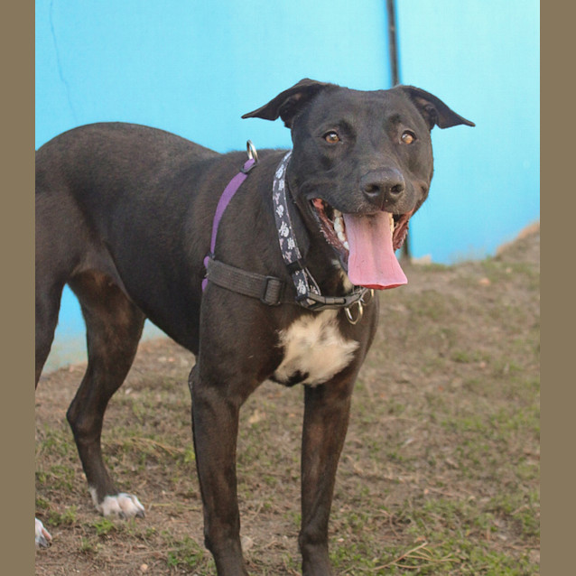 Photo of Blaze