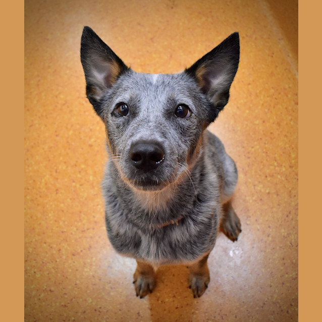 Photo of Blue