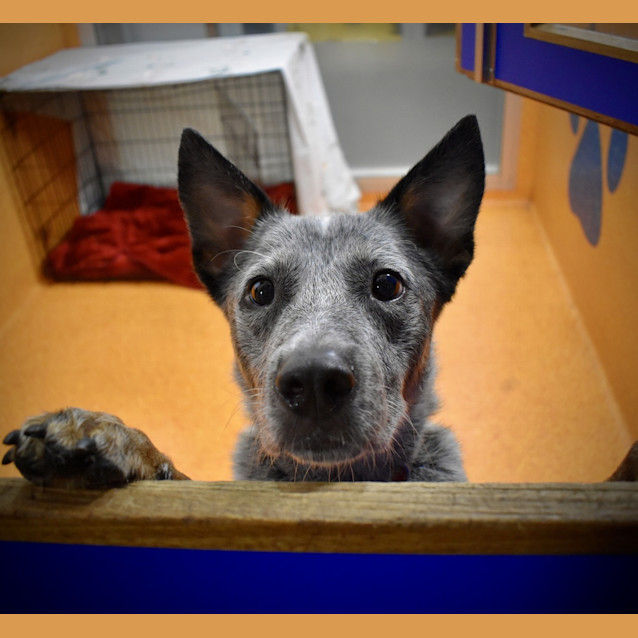Photo of Blue