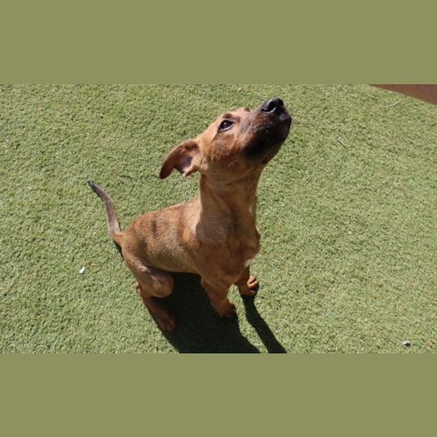 Photo of Schmoo