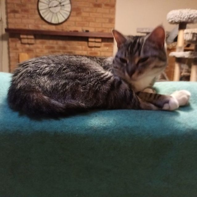 Photo of Mumma Mia ** 2nd Chance Cat Rescue** 
