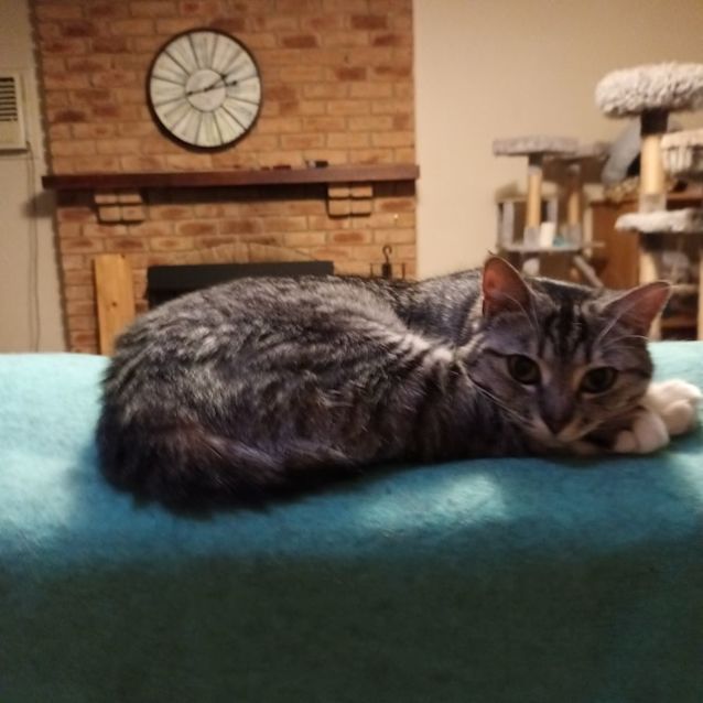 Photo of Mumma Mia ** 2nd Chance Cat Rescue** 